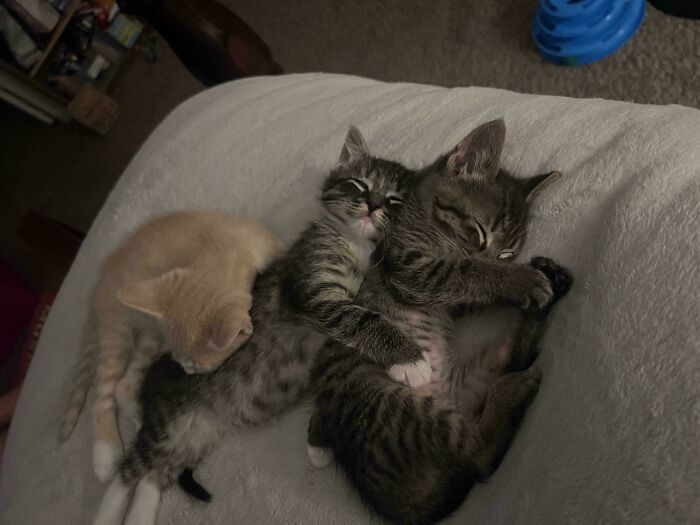 48 ‘Cats On Cats’ Images That Are Literally Cuteness Overload