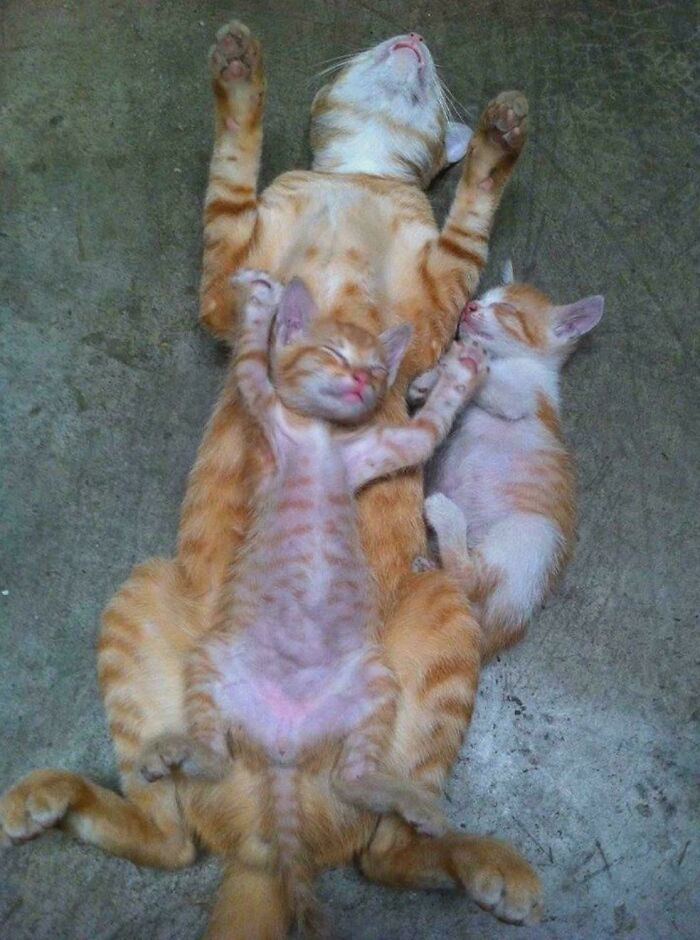 48 ‘Cats On Cats’ Images That Are Literally Cuteness Overload