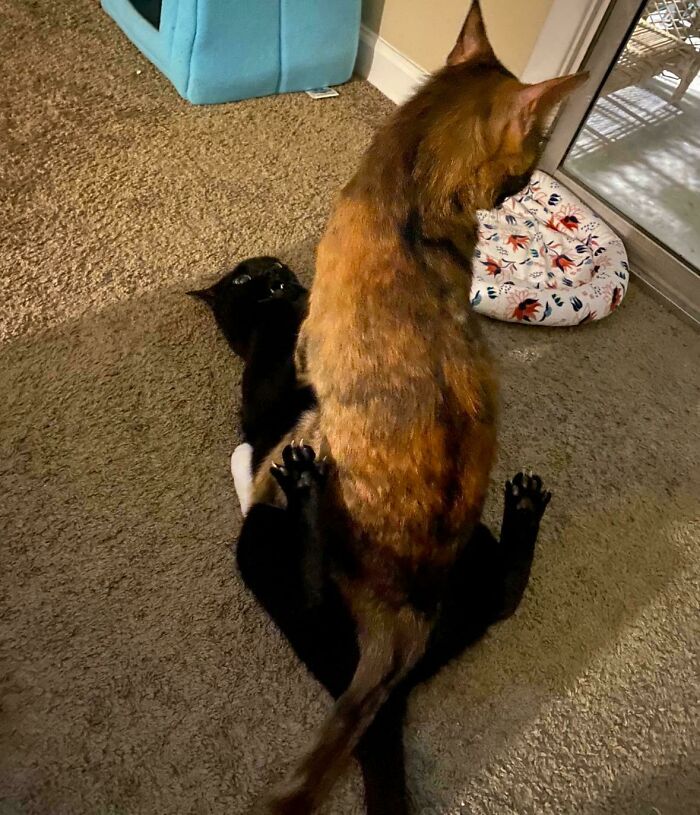 48 ‘Cats On Cats’ Images That Are Literally Cuteness Overload