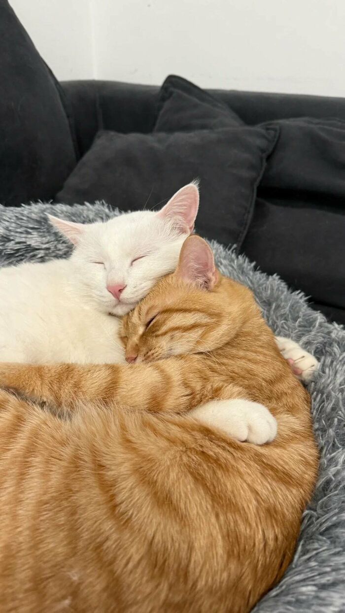 48 ‘Cats On Cats’ Images That Are Literally Cuteness Overload