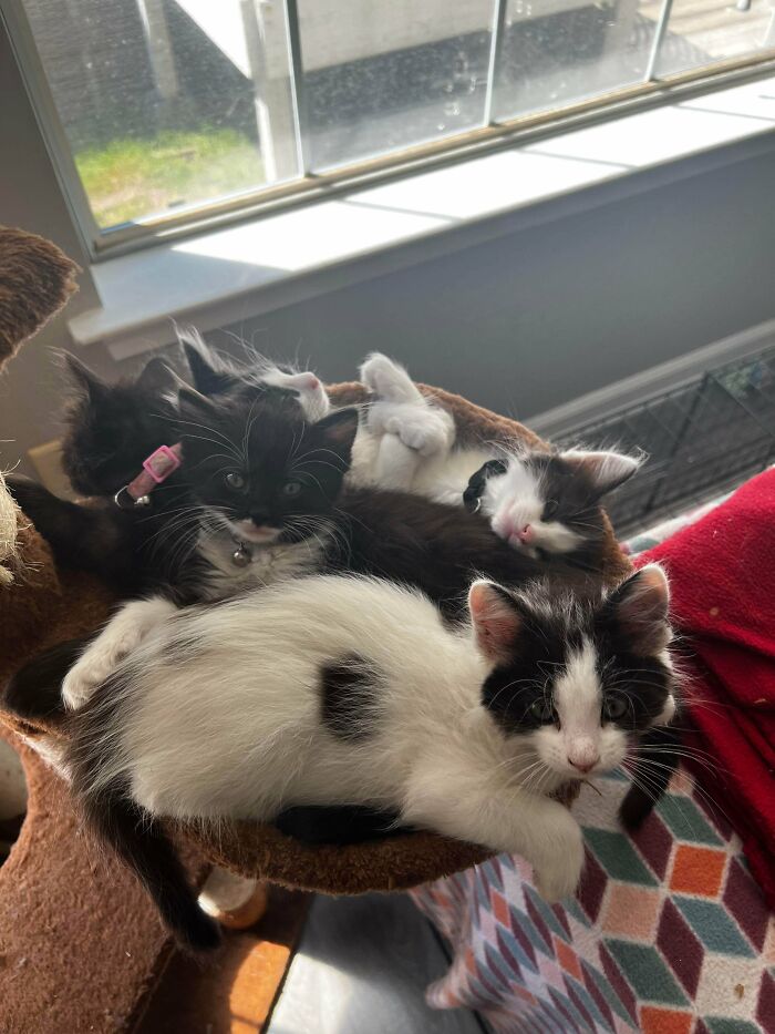 48 ‘Cats On Cats’ Images That Are Literally Cuteness Overload