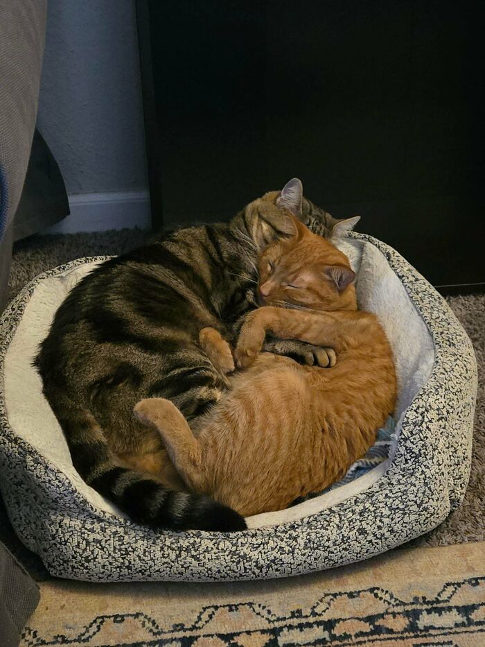 48 ‘Cats On Cats’ Images That Are Literally Cuteness Overload