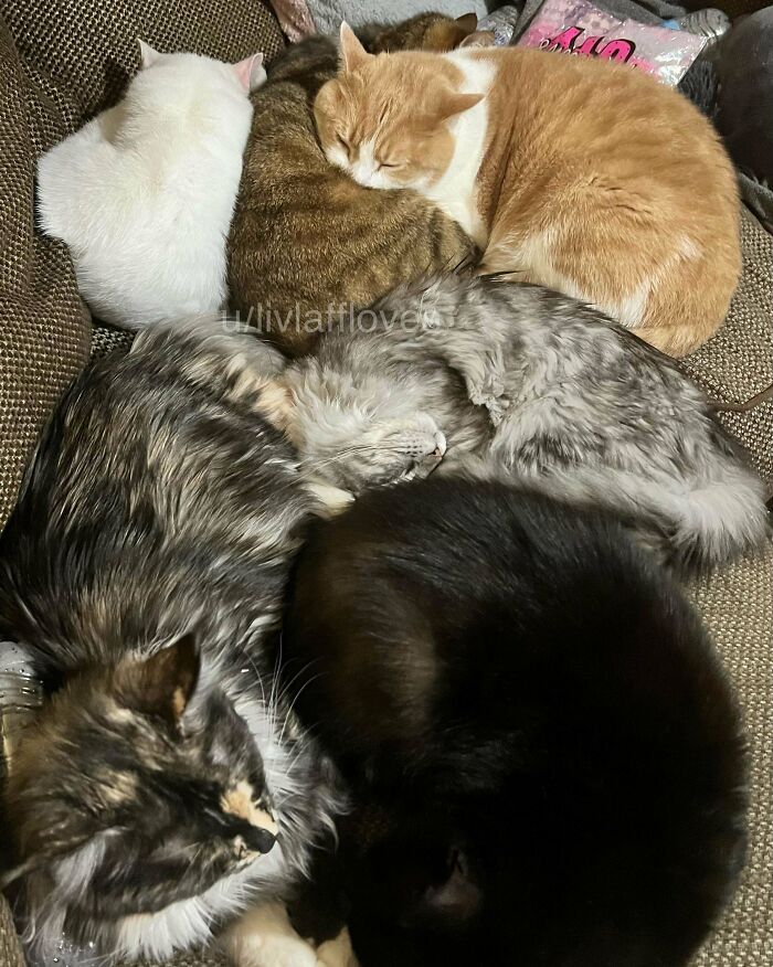 48 ‘Cats On Cats’ Images That Are Literally Cuteness Overload