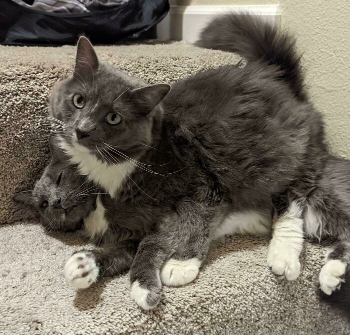 48 ‘Cats On Cats’ Images That Are Literally Cuteness Overload