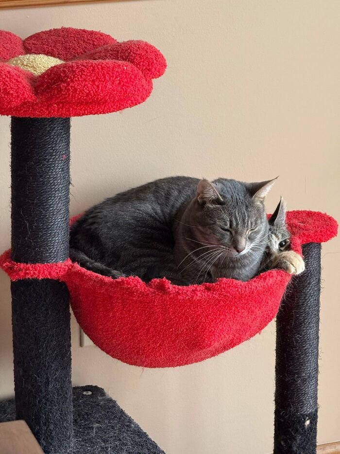 48 ‘Cats On Cats’ Images That Are Literally Cuteness Overload