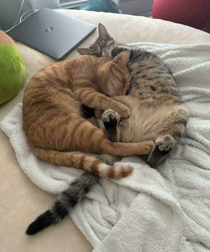 48 ‘Cats On Cats’ Images That Are Literally Cuteness Overload