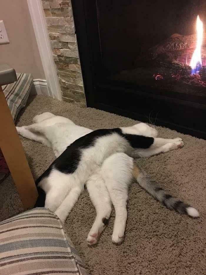 48 ‘Cats On Cats’ Images That Are Literally Cuteness Overload