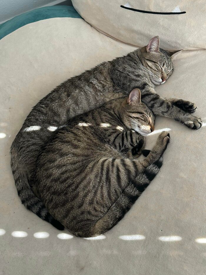 48 ‘Cats On Cats’ Images That Are Literally Cuteness Overload