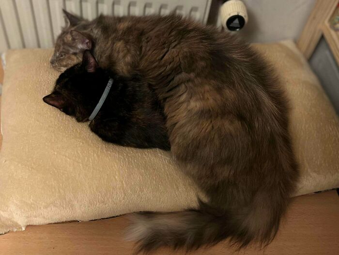 48 ‘Cats On Cats’ Images That Are Literally Cuteness Overload