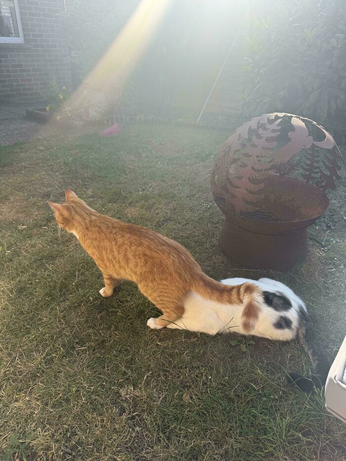 48 ‘Cats On Cats’ Images That Are Literally Cuteness Overload