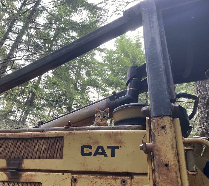 48 ‘Cats On Cats’ Images That Are Literally Cuteness Overload