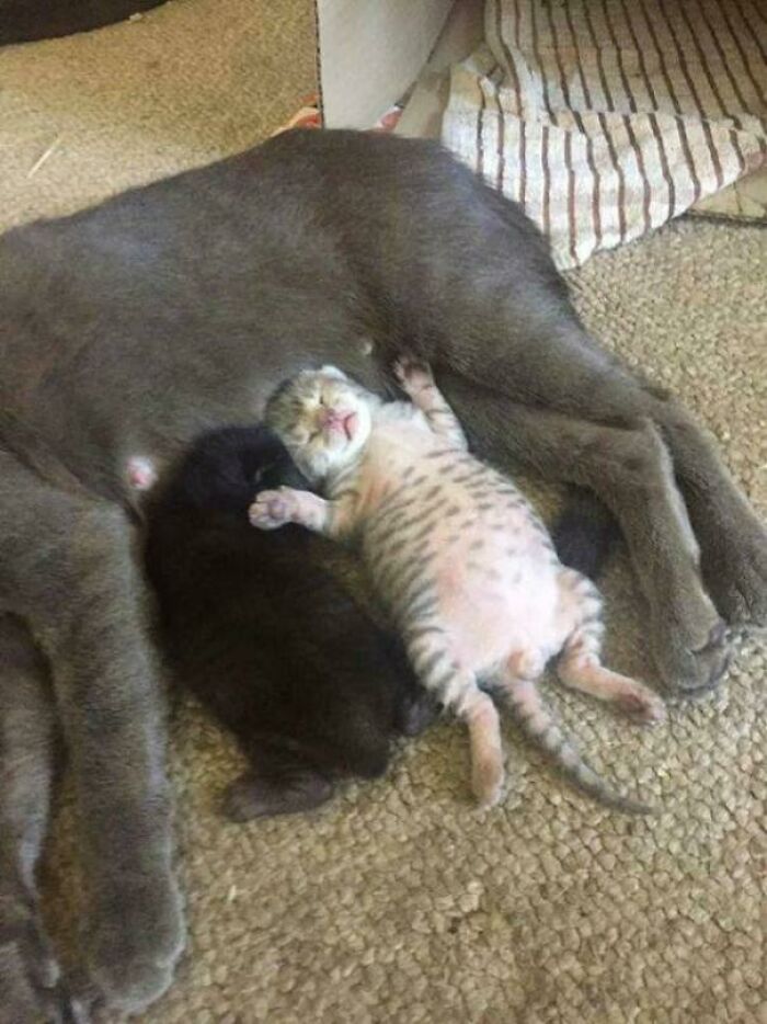 48 ‘Cats On Cats’ Images That Are Literally Cuteness Overload