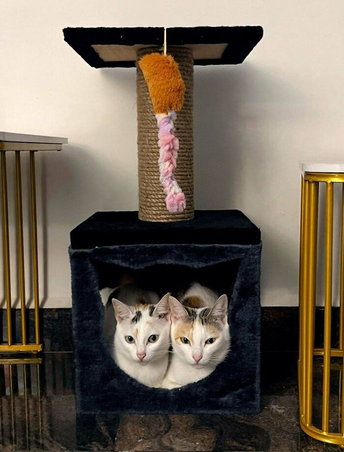 48 ‘Cats On Cats’ Images That Are Literally Cuteness Overload