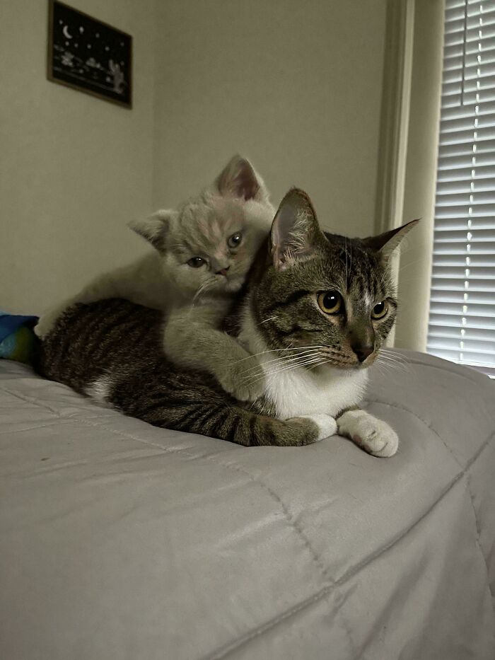 48 ‘Cats On Cats’ Images That Are Literally Cuteness Overload