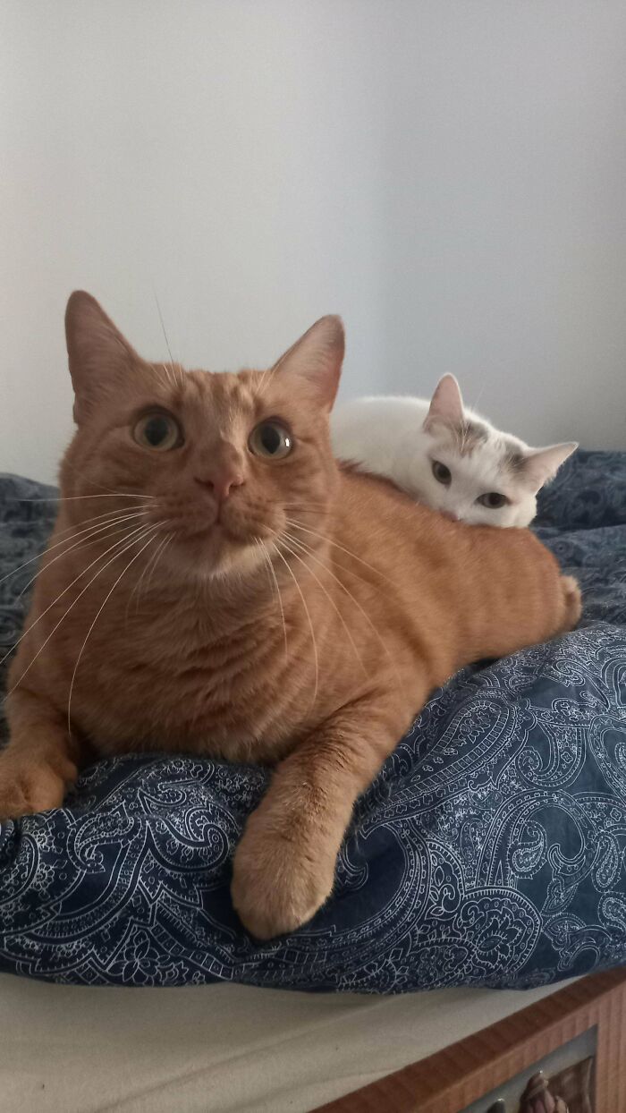 48 ‘Cats On Cats’ Images That Are Literally Cuteness Overload