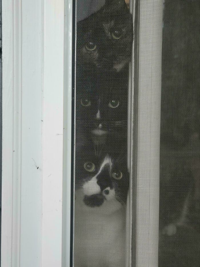 48 ‘Cats On Cats’ Images That Are Literally Cuteness Overload