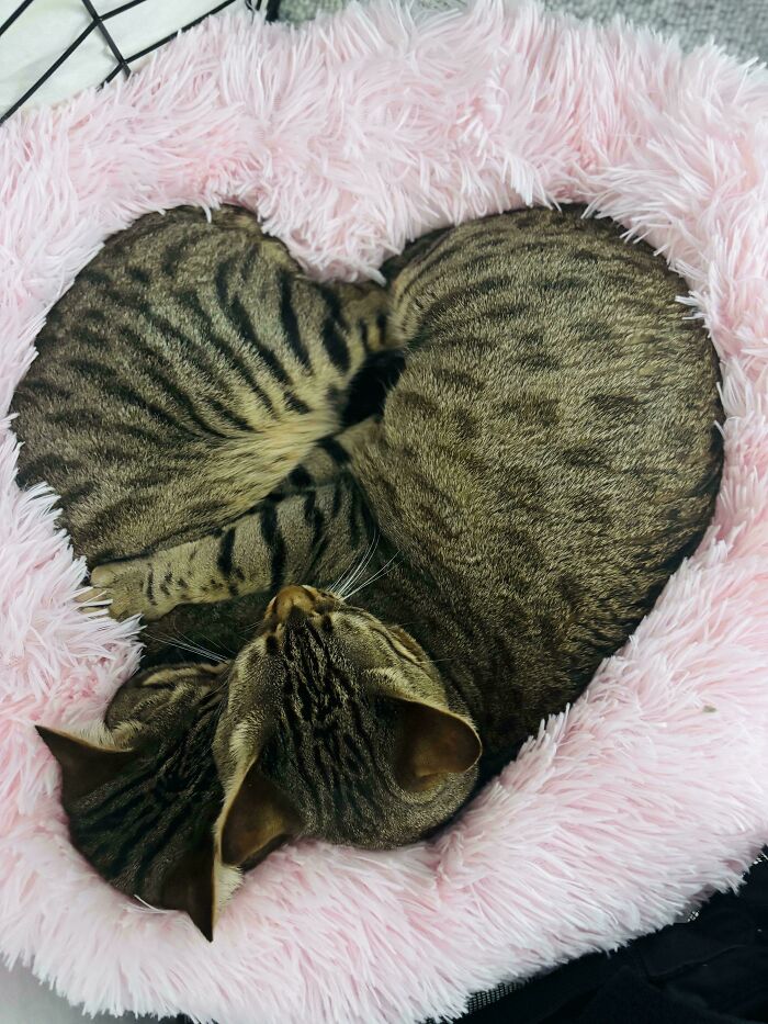 48 ‘Cats On Cats’ Images That Are Literally Cuteness Overload