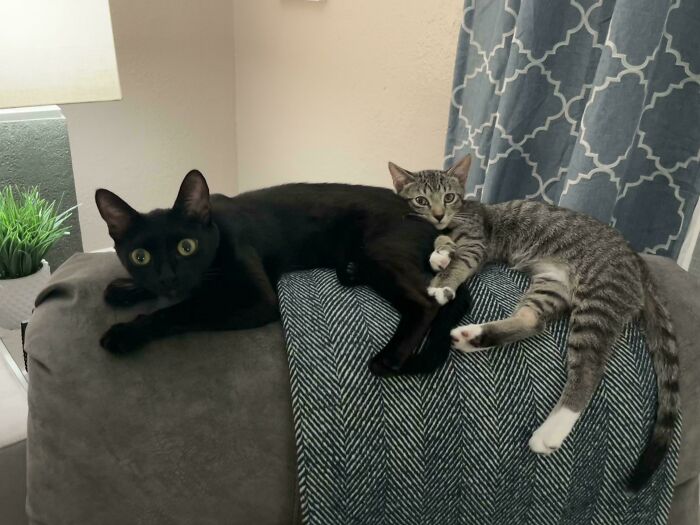 48 ‘Cats On Cats’ Images That Are Literally Cuteness Overload
