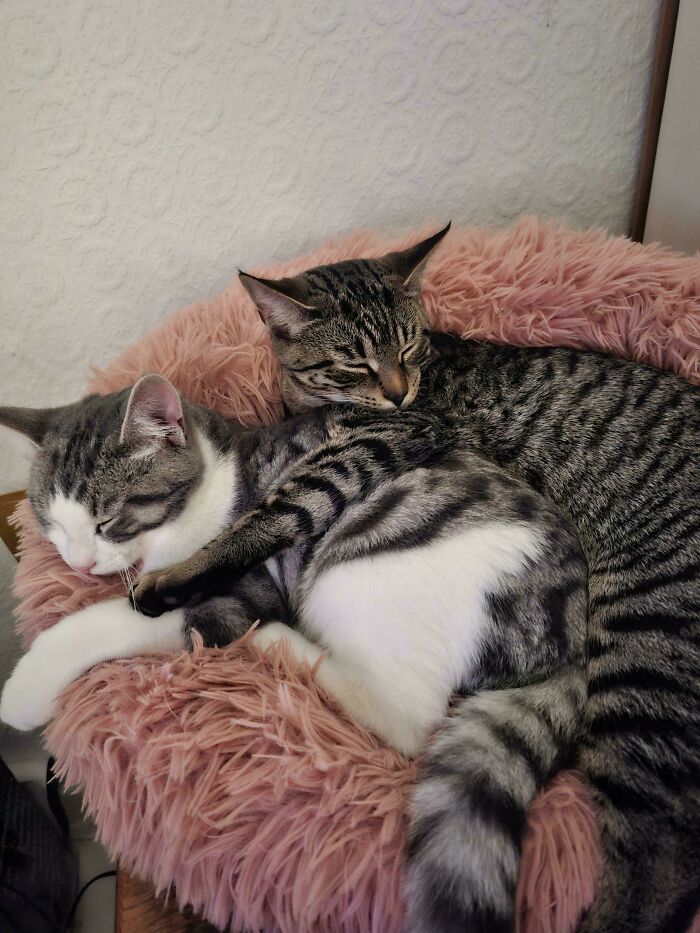 48 ‘Cats On Cats’ Images That Are Literally Cuteness Overload