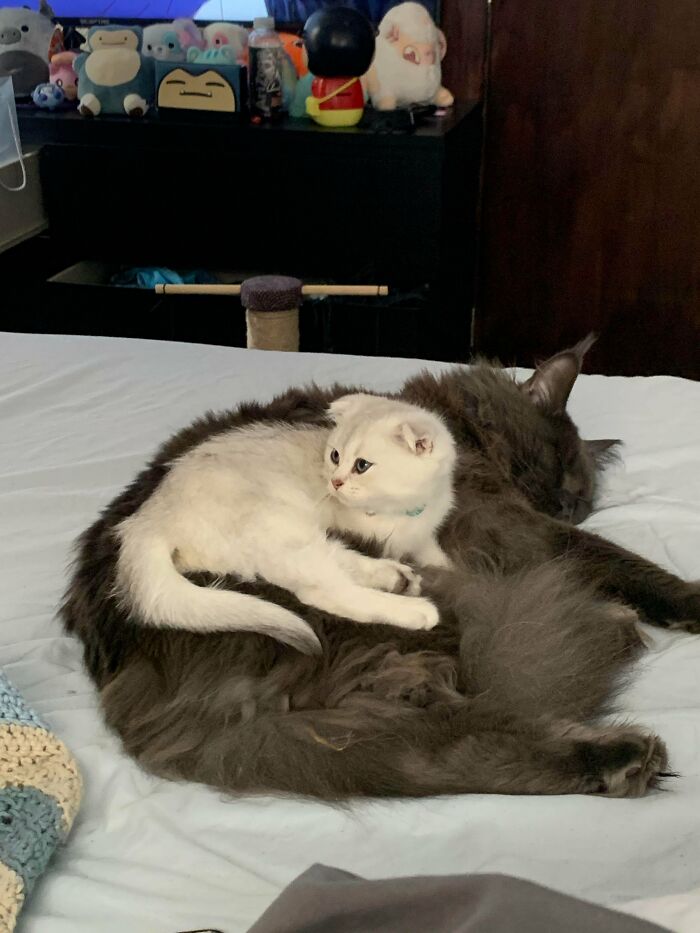 48 ‘Cats On Cats’ Images That Are Literally Cuteness Overload