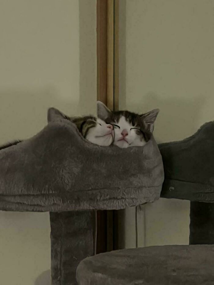 48 ‘Cats On Cats’ Images That Are Literally Cuteness Overload