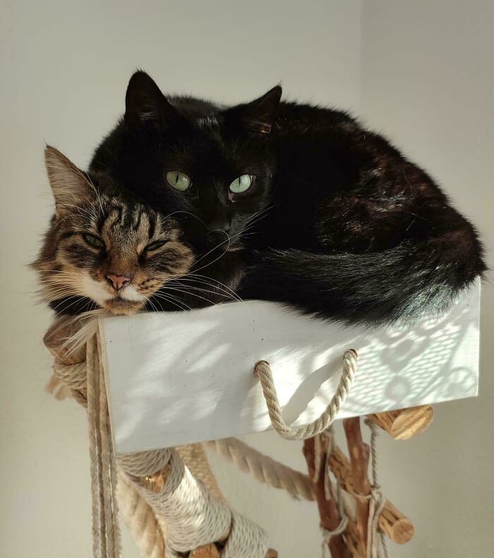 48 ‘Cats On Cats’ Images That Are Literally Cuteness Overload