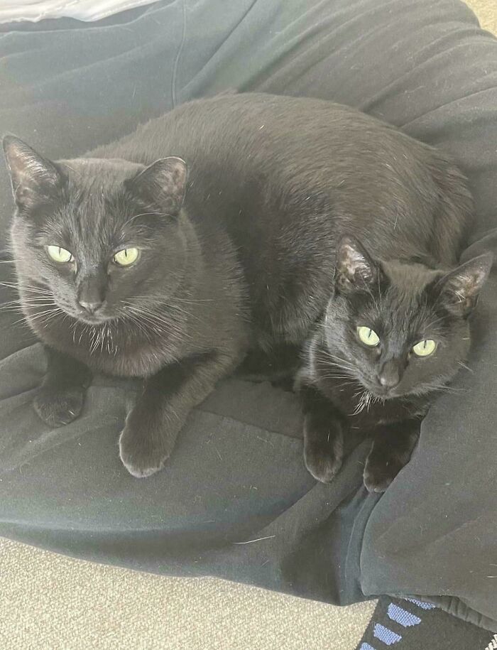 48 ‘Cats On Cats’ Images That Are Literally Cuteness Overload