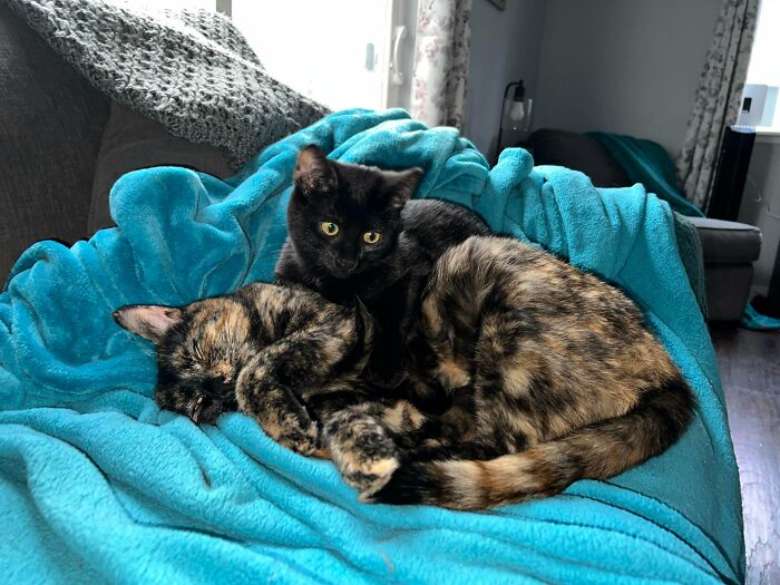 48 ‘Cats On Cats’ Images That Are Literally Cuteness Overload