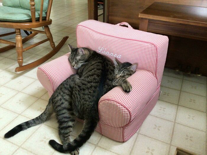 48 ‘Cats On Cats’ Images That Are Literally Cuteness Overload