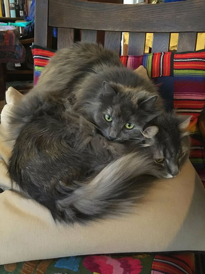 48 ‘Cats On Cats’ Images That Are Literally Cuteness Overload