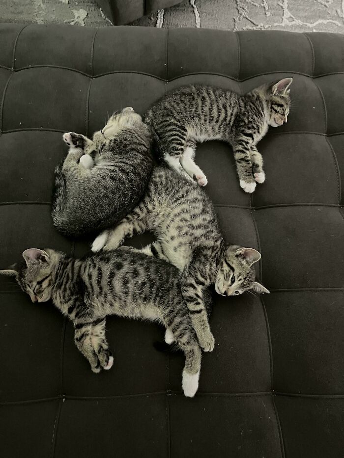 48 ‘Cats On Cats’ Images That Are Literally Cuteness Overload
