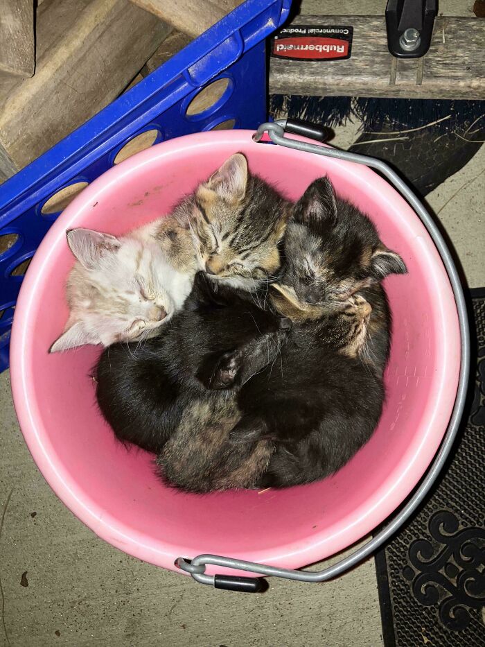 48 ‘Cats On Cats’ Images That Are Literally Cuteness Overload