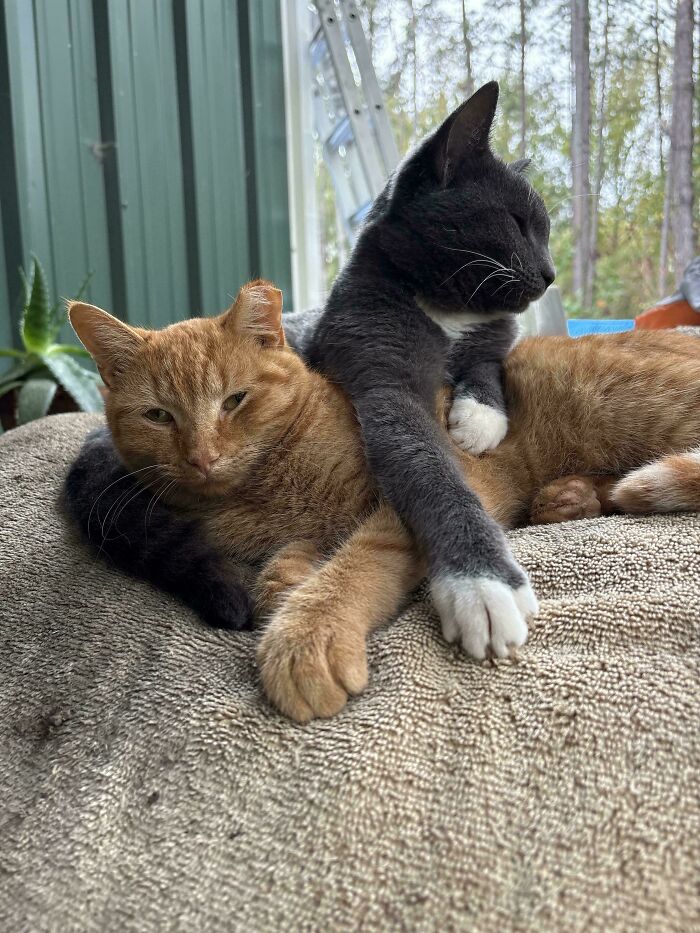 48 ‘Cats On Cats’ Images That Are Literally Cuteness Overload