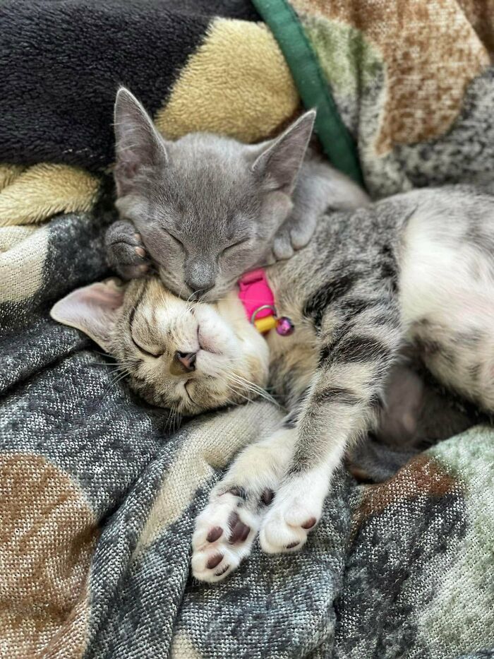 48 ‘Cats On Cats’ Images That Are Literally Cuteness Overload