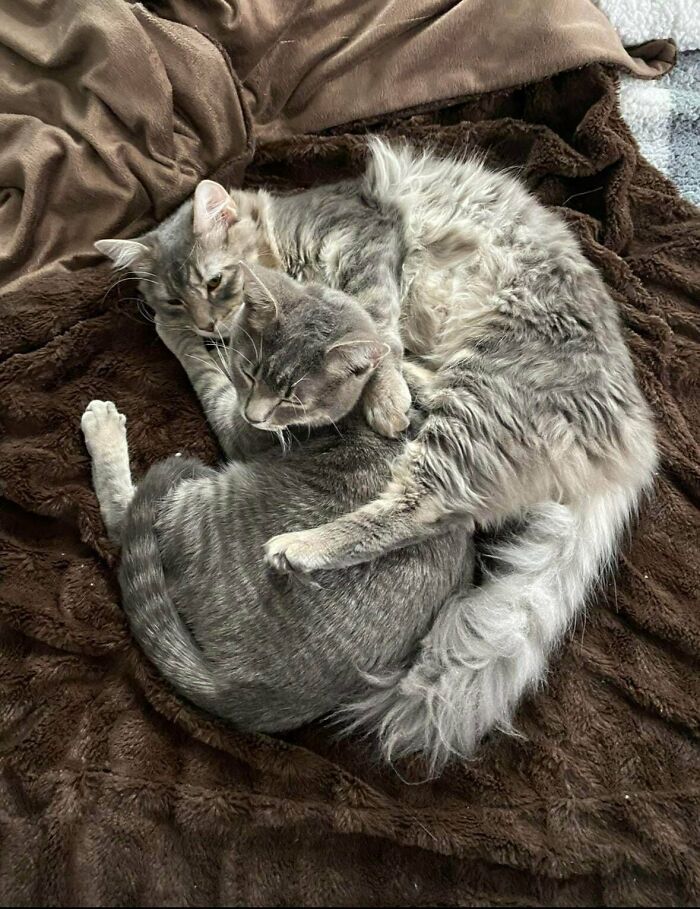 48 ‘Cats On Cats’ Images That Are Literally Cuteness Overload