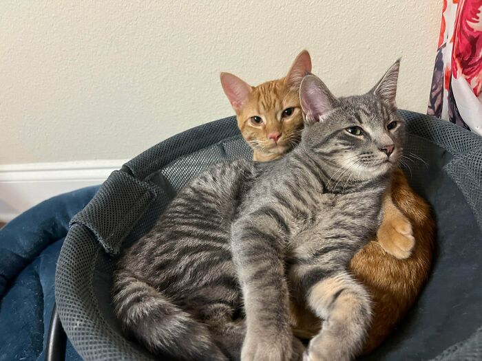 48 ‘Cats On Cats’ Images That Are Literally Cuteness Overload