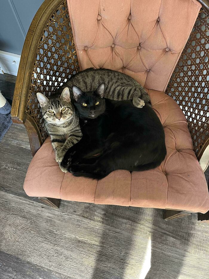 48 ‘Cats On Cats’ Images That Are Literally Cuteness Overload