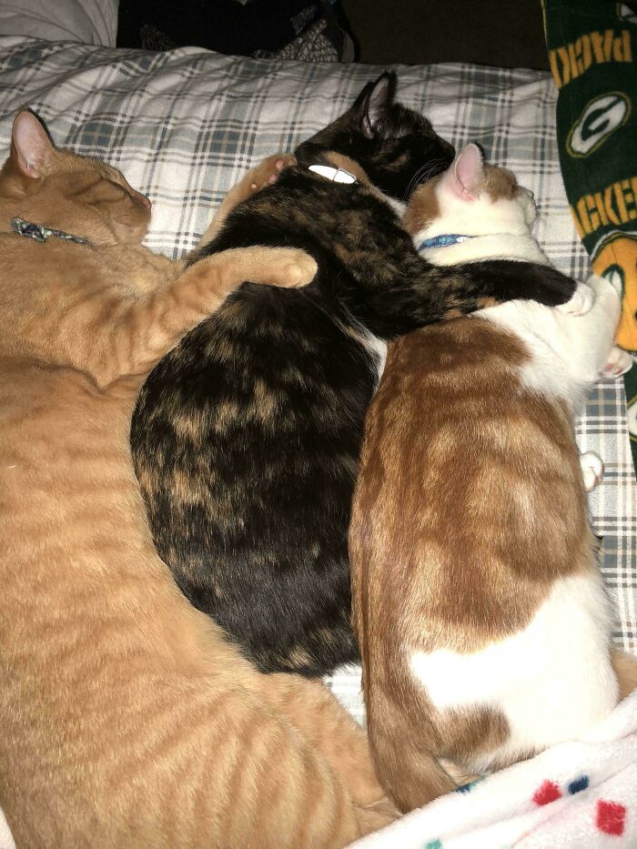 48 ‘Cats On Cats’ Images That Are Literally Cuteness Overload