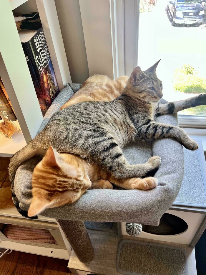 48 ‘Cats On Cats’ Images That Are Literally Cuteness Overload