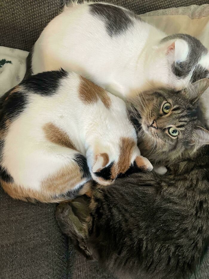 48 ‘Cats On Cats’ Images That Are Literally Cuteness Overload