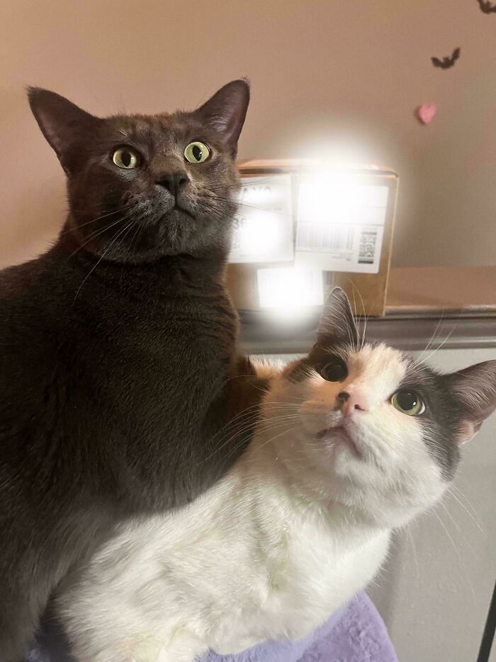 48 ‘Cats On Cats’ Images That Are Literally Cuteness Overload