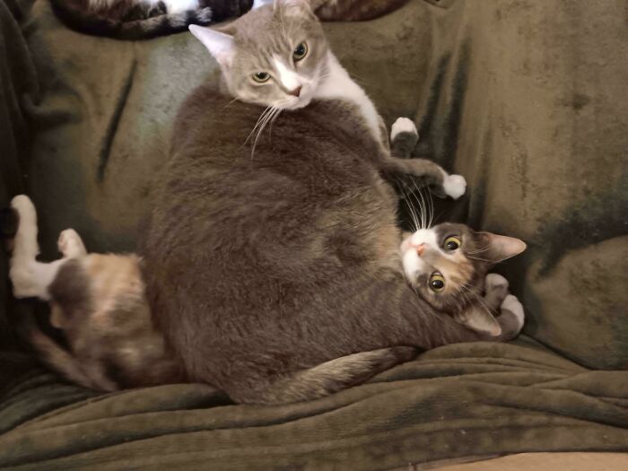 48 ‘Cats On Cats’ Images That Are Literally Cuteness Overload