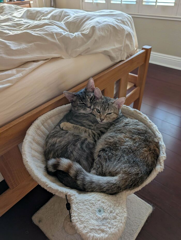 48 ‘Cats On Cats’ Images That Are Literally Cuteness Overload