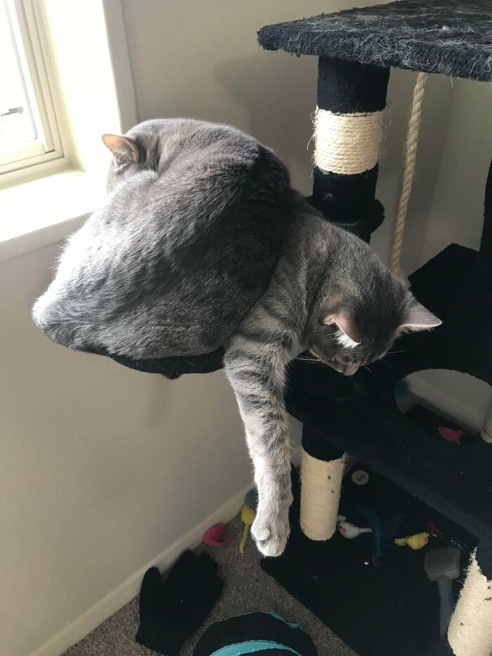 48 ‘Cats On Cats’ Images That Are Literally Cuteness Overload