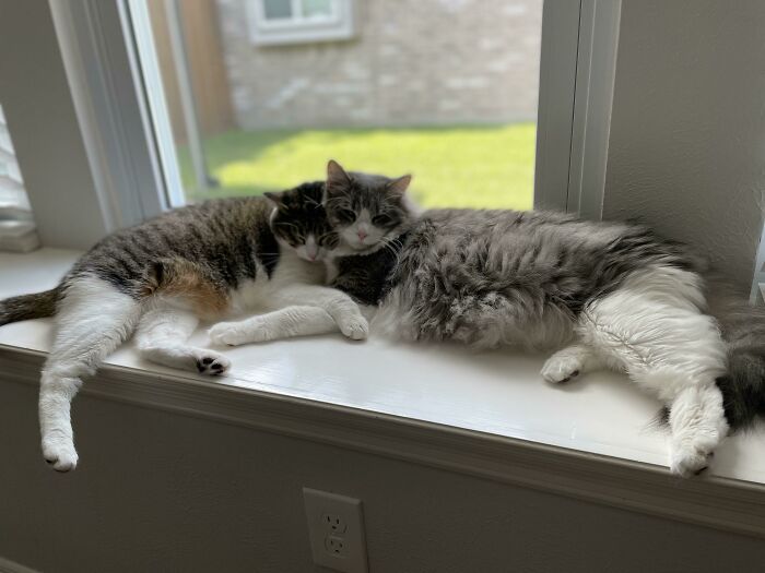 48 ‘Cats On Cats’ Images That Are Literally Cuteness Overload
