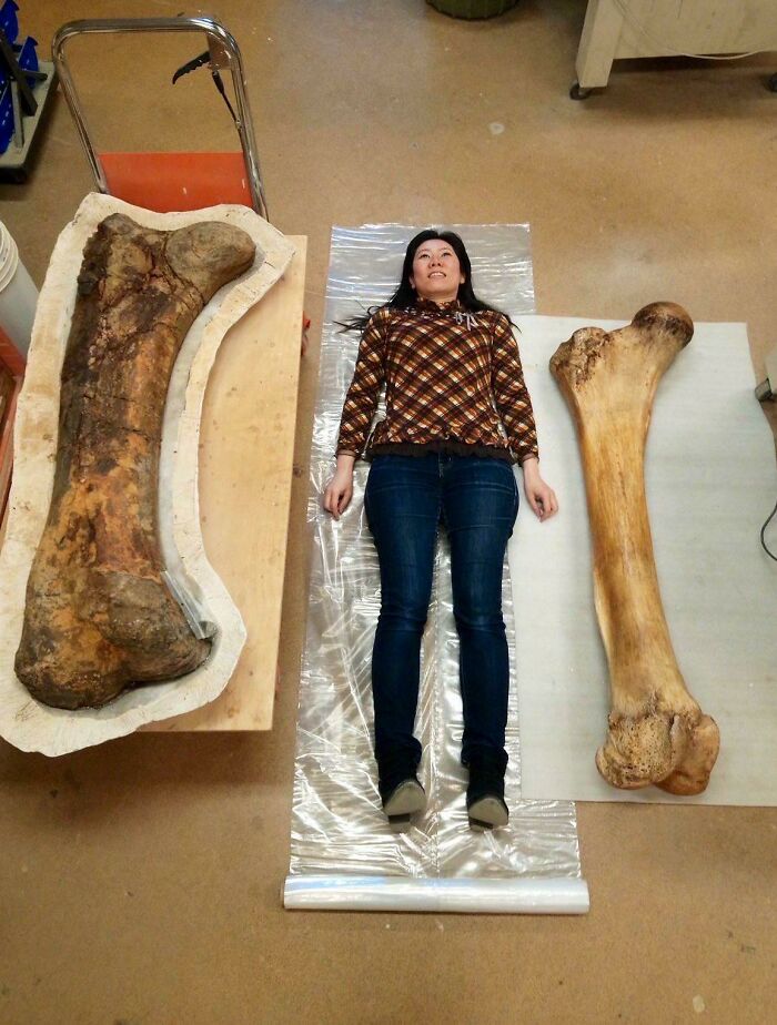 “Triceratops Femur”: 80 Amazing Photos Where Humans Show The True Scale Of Things