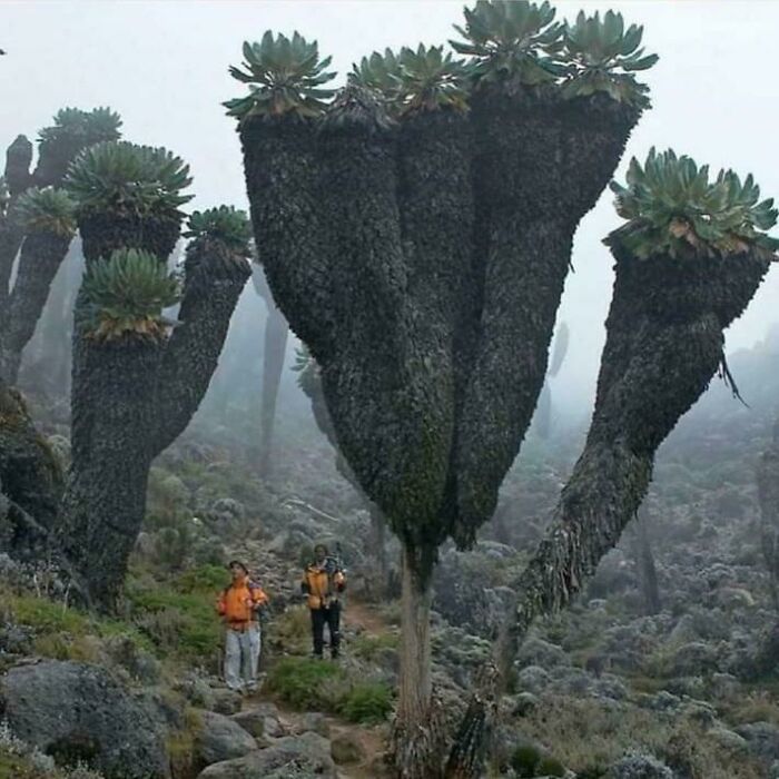 “Triceratops Femur”: 80 Amazing Photos Where Humans Show The True Scale Of Things