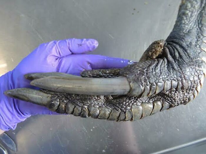 “Triceratops Femur”: 80 Amazing Photos Where Humans Show The True Scale Of Things