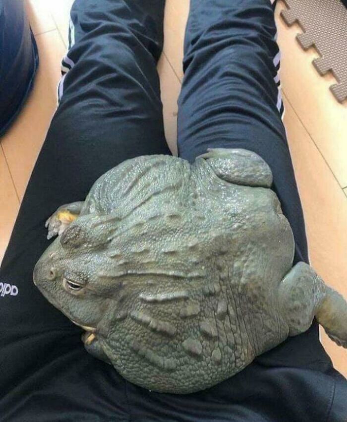 “Triceratops Femur”: 80 Amazing Photos Where Humans Show The True Scale Of Things