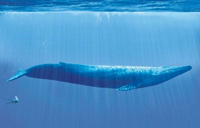 “Triceratops Femur”: 80 Amazing Photos Where Humans Show The True Scale Of Things